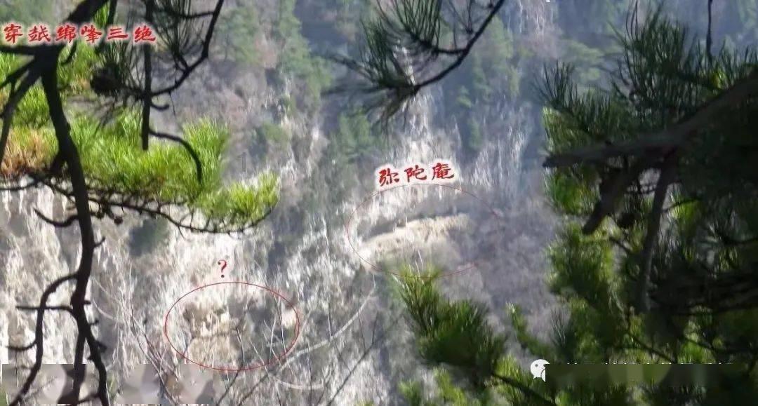 白孔雀救援